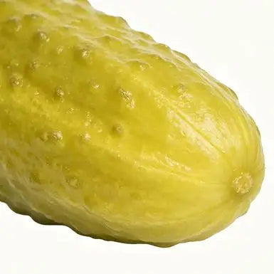 Huge Cucumber Squishie